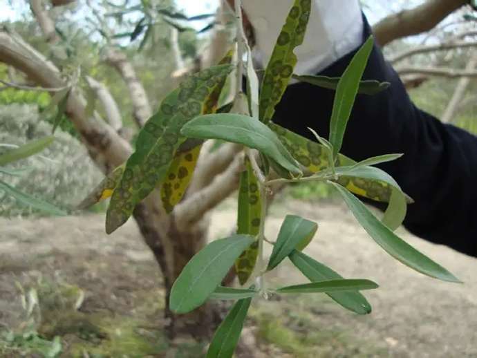 Κυκλοκόνιο